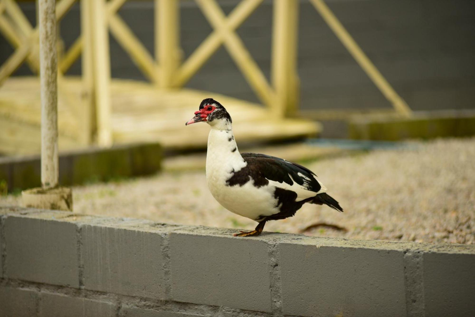 Pousada Chacara Rio Jordao Florianópolis Eksteriør billede